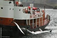 Der Isländische Walfänger Hvalur 8 kehrt mit dem 2013 ersten gefangenen Wal in den Hafen von Hvalfjordur zurück. Bild: Greenpeace