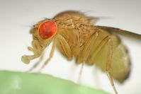 Drosophila melanogaster
Quelle: Foto: IMP/Solvin Zankl (idw)