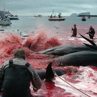 Direkt vor unserer europäischen Haustür werden alljährlich rund 1000 Meeressäuger auf den Färöer-Inseln getötet. Bild: WDSF