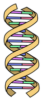 Desoxyribonukleinsäure (Des|oxy|ribo|nukle|in|säure; kurz DNS, englisch DNA). Bild: wikipedia.org