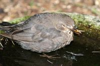 Mit dem Usutu-Virus infizierte Amsel. Bild: Jutta Böhm-Wacker; NABU