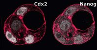 Aus dem 8-Zell-Stadium isolierte Zellen teilen sich und organisieren sich selbst zu "Mini-Blastozysten": Zellen mit viel Cdx2 (weiß, links) orientieren sich eher außen. Das Protein Nanog (weiß, rechts) beeinflusst die Position der Zellen nicht. Die Ränder der einzelnen Zellen sind rot angefärbt. Bild: MPI für molekulare Biomedizin