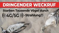 Bild: SS Video: "Dringender Weckruf: Starben Tausende Vögel durch 4G/5G-Strahlung?" (www.kla.tv/23483) / Eigenes Werk