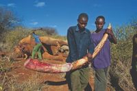 Im Nationalpark Amboseli in Kenia hackt ein Wildhüter einem illegal getöteten Elefantenbullen die Stoßzähne ab, damit das Elfenbein nicht auf den Schwarzmarkt gelangt. Bild: obs/Gruner+Jahr, NATIONAL GEOGRAPHIC DEUTSCHLAND