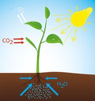 Ohne CO2 gibt es kein Leben auf der Erde (Symbolbild)