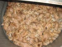Präriehunde in tierquälerischer Haltung bei USGE Bild: PETA USA