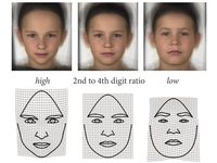 Morphs (oben) und sogenannte Deformationsgitter (unten) zeigen die Gesichtsformen von Buben, die mit hohem, durchschnittlichem und niedrigem (von links) Fingerlängenverhältnis assoziiert sind.
Quelle: (Quelle: Sonja Windhager, Katrin Schäfer) (idw)