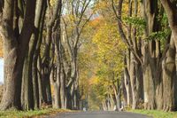 1. Platz: Ahorn-Allee im Herbstzauber