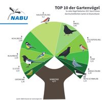 Top 10 der Gartenvögel