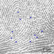 Fingerabdruck einer Person im Alter von zwölf Jahren; spezifische Merkmale sind blau markiert. Foto: Uni Göttingen