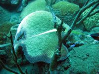 Gebleichte Hirnkoralle, Tayrona National Park, Kolumbien. Bild: Elisa Bayraktarov, ZMT (idw)