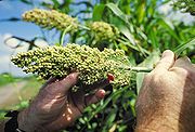 Alternative zu glutenhaltigen Getreidesorten: Hirse Bild: de.wikipedia.org