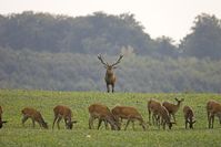 Bild: Deutsche Wildtier Stiftung/T. Martin