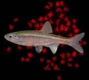 Der Fisch Squalius alburnoides und seine Chromosomen, hier rot angefärbt. Bild: Manfred Schartl