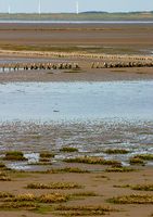 Das Watt ist gekennzeichnet durch stetigen Wechsel von Wasser und Land