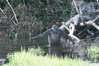 Gorillaweibchen (Symbolbild)