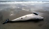 Ein toter Schweinswale an der Küste. Bild: Gesellschaft zur Rettung der Delphine (GRD)