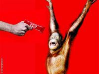 Für das Palmöl in Kitkat sterben in Indonesien Urwälder und Orang-Utans. Bild: Greenpeace