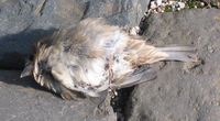 Gefundener toter Vogel in Schwalmtal