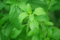 Stevia rebaudiana, Kulturpflanze