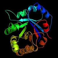 Bändermodell eines Enzyms. Bild: TimBarrel at en.wikipedia