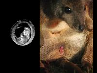 Wallabys werden als Fötus geboren und reifen dann im Beutel der Mutter heran.
Quelle: Foto: Kathleen Röllig/IZW (idw)