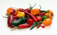 Chili-Vielfalt aus dem eigenen Garten Bild: "obs/Suncoast Peppers GmbH/Harald Zoschke"