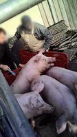 Tiere werden mit Gewalt in einen Transporter der Viehhandlung Berger getrieben.Bild: SOKO Tierschutz e.V. Fotograf: SOKO Tierschutz e.V.