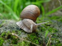 Schnecke: fungiert als Parasiten-Express. Bild: pixelio.de, Simone Ender