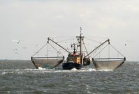 Krabbenfischer finden zurzeit in der Nordsee hohe Bestände der Kleinkrebse vor
Quelle: (Foto: Michael Welling, vTI) (idw)