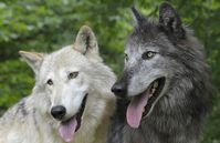 Wölfe gehen toleranter miteinander um als Hunde.
Quelle: Foto: Walter Vorbeck (idw)