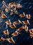 Bild: Marine Stewardship Council (MSC) Fotograf: Ernie Enkelaar/ MSC