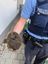 Igel befreit Bild:  Polizeidirektion Landau (ots)