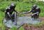 Skulptur von  Jane Goodall und David Greybeard
