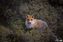 Ist dieser Fuchs ein Elterntier oder nicht? Bild: Wildtierschutz Deutschland e.V. Fotograf: Timo Litters, WTSD
