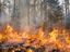 Bild: Canva Fotograf: Schutzgemeinschaft Deutscher Wald