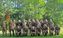 Die Marschgruppe Reserve Nord mit Oberstleutnant der Reserve Detlef (1. Reihe, 3.v.l.) Bild: Bundeswehr Fotograf: Quadt