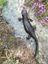 Lanzas Alpensalamander (Salamandra lanzai)