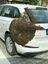 Bienenschwarm  Bild: Polizei