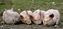 4 Schweine auf einem Bauernhof