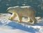 Eisbär (Ursus maritimus)