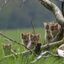 Jungtiere der Europäischen Wildkatze an einem Totholzhaufen  Bild: BUND Fotograf: Bastian Schmitt