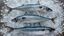 Nordostatlantische Makrele Bild: Marine Stewardship Council (MSC) Fotograf: C. Streeter
