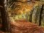 Herbst (Symbolbild)