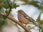 Fink: Vögel verhalten sich sozial angepasst. Bild: pixelio.de/Karl Dichtler