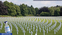 Bild: Friedhof: Pexels; Bild zugeschnitten; Montage: AUF1.InfoWikimedia Commons/Spencerbdavis/CC BY 4.0 / Eigene Werk