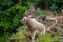 Bild: Verband der Zoologischen Gärten (VdZ) Fotograf: Erlebnis-Zoo Hannover, T. Henke