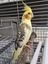 Bild: Tierschutz Bremerhaven