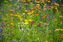 Wilde Blumenwiese