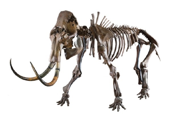 Mammutskelett "Lena". Bild: "obs/©Catawiki"